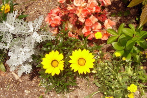 Flowers in garden