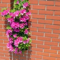 Flowers growing through wall