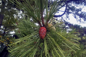 Cones of the pine