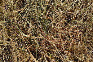 Green-ish grass