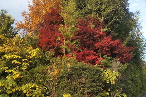 Colours by Autumn