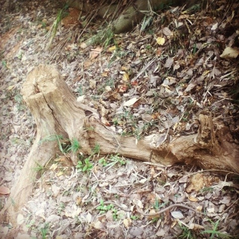 Tree stump