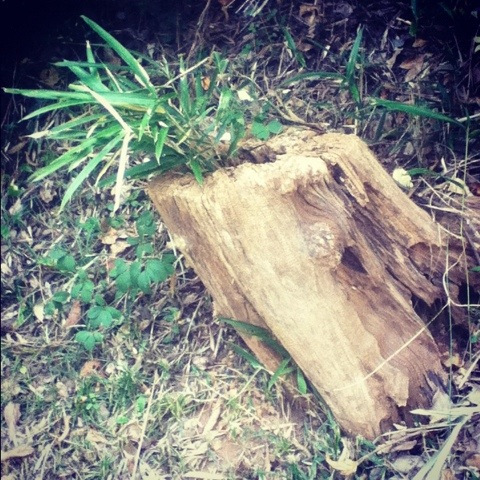 Tree stump