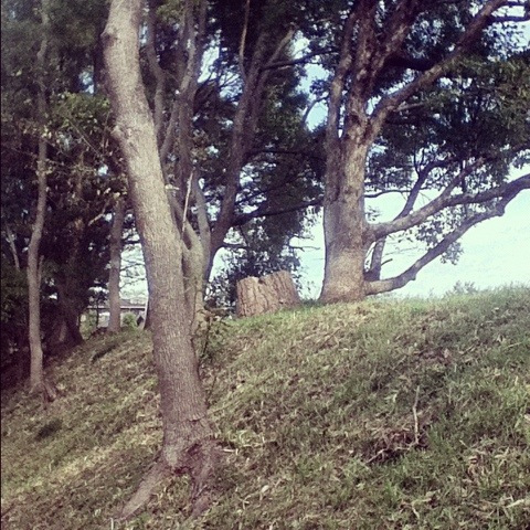 Trees