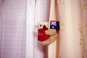 Koala on the curtains
