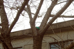 Broom stuck in a tree