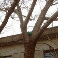 Broom stuck in a tree