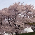 Cherry trees