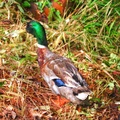 HDR Duck2