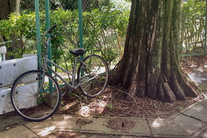 Bicycle next to tree