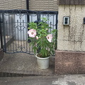 Gate with pot plant