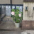 Gate with pot plant