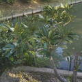 Large pond