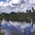 Pond