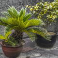 Ferns