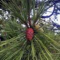 Cones of the pine