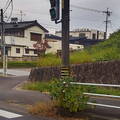 Plant watching traffic