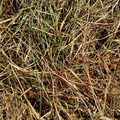 Green-ish grass
