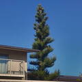 One tree