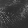 Feline whiskers