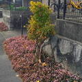Fence behind a tree